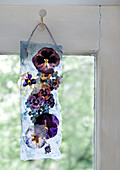 Pressed violas in strip of hand-made paper hanging from old window frame