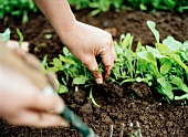 Newly planted seedlings