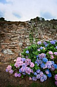 Hortensien an einer Steinmauer