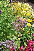 Flowering borage and yellow flowers in garden