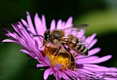 Bee on Michaelmas daisy