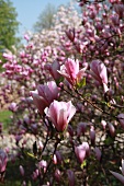 Flowering magnolia tree