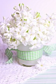 Posy of white hyacinths in vase with checked ribbon