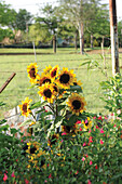 Sonnenblumen wachsen in dem Garten