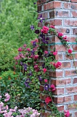 Climbing rose and clematis on brick column