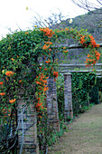 Orange trumpet creeper growing on pergola