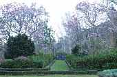 Flowering magnolias