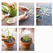 Propagating rosemary by taking cuttings