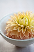 White dahlia bloom in small bowl of water