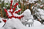 Verschneite Laterne und rote Beeren im winterlichen Garten