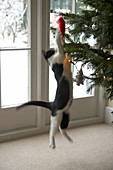Black and white cat jumping to reach red Christmas tree decoration