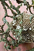 Fragment of wasp nest and elder branch overgrown with lichens