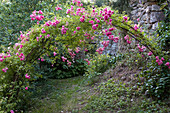 Grosser Rosenbogen mit pinkfarbenen, blühenden Rosen