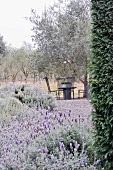 Blühender Lavendel und Tisch mit Stühlen unter dem Baum in mediterranem Garten