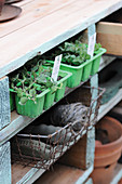 Seedlings in segmented plastic containers on wooden shelving