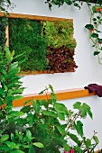 Bed of lettuce integrated into house facade