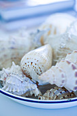 Bowl with assorted cone shells
