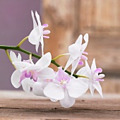 weiße Orchideen (Close Up)