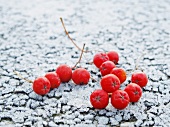 Rowan berries on hoarfrost