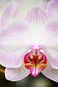 White and Purple Moth Orchid