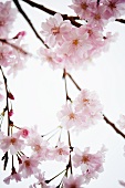 Blooming Weeping Cherry Tree Branches