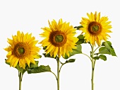 Three sunflowers on a white background