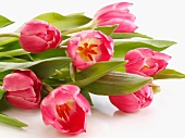 Pinkfarbene Tulpen