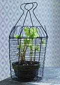 Potted hellebore in wire basket