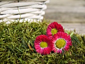 Pink daisies on moss