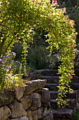 Shrub rose growing in arc on stone wall with stone steps and herb garden in background