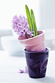 Hyacinth in ceramic beaker