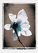 A magnolia flower (abstract)