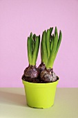 Hyacinths in plant pot