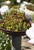 Bowl of house leeks (Sempervivum) in garden