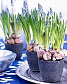 Grape hyacinths in pots
