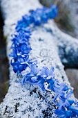 Girlande aus blauen gezupften Hyazinthenblütenkelchen