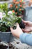 Wintergreen plant in plastic pot (Gaultheria)
