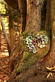 Moss heart on tree trunk