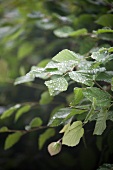 A beech hedge in the rain