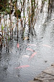 Teich mit Goldfischen und Gräsern im Regen