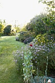 Elegant flower bed with pale blue blooming Scabiosa along a lawn