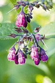 Close up of the purple bells of a Comfrey flower