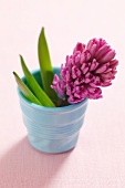 Pink hyacinth