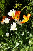 White and orange tulips in garden
