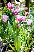 Pinkfarbene Tulpen im Pflanzkübel