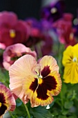 Pansies of various colours