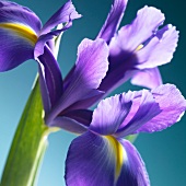 Eine Irisblüte
