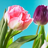 One pink and one purple tulip