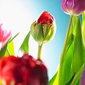 Verschiedenfarbige Tulpen