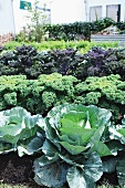 A vegetable garden